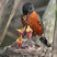 American Robin